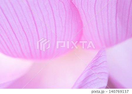 蓮の花びら 蓮の花びら 140769137