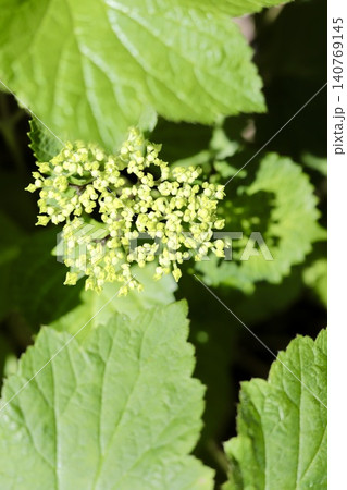 咲き始めた紫陽花の蕾 庭の花壇 咲き始めた紫陽花の蕾 庭の花壇 140769145