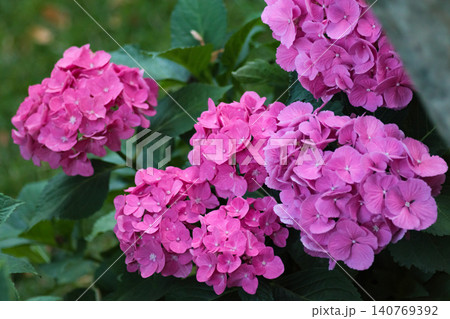 Bright pink hydrangea macrophylla bushes blooming Bright pink hydrangea macrophylla bushes blooming 140769392