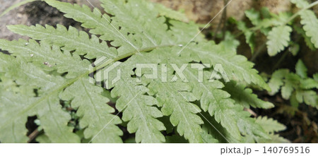 A close-up macro shot featuring green fern fronds. 140769516