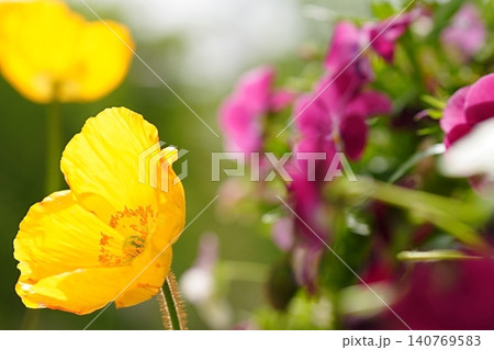 黄色いポピーとビオラが彩る春の花壇 140769583