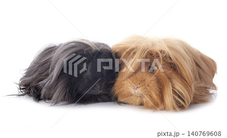 guinea pig in studio 140769608
