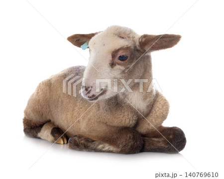 young lamb young lamb 140769610