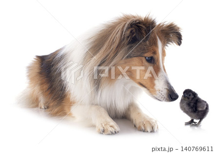 Shetland Sheepdog in studio Shetland Sheepdog in studio 140769611