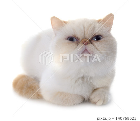 exotic shorthair cat exotic shorthair cat 140769623