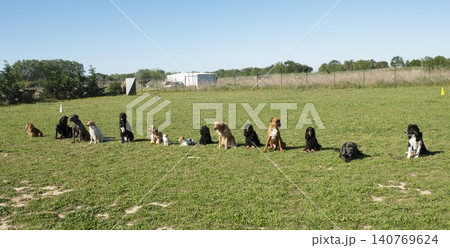 group of dogs 140769624