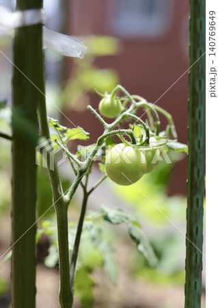 実をつけだした家庭菜園で無農薬栽培しているミニトマト 実をつけだした家庭菜園で無農薬栽培しているミニトマト 140769649