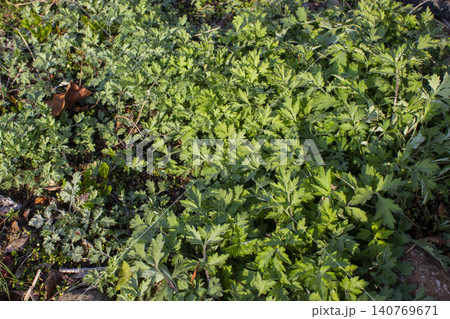 close up green Mugwort leaf. close up green Mugwort leaf. 140769671