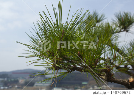 It is a close-up of a pine tree branch. It is a close-up of a pine tree branch. 140769672