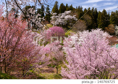 福島県耶麻郡猪苗代町古城跡　桜の名所亀ヶ城公園　城跡に咲くいろいろな種類のサクラの景色 140769725
