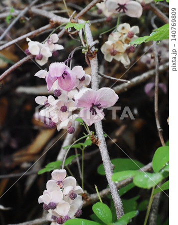 白と紫色の花をつけたアケビ（雨上がりの日の木通の蔓） 140769809