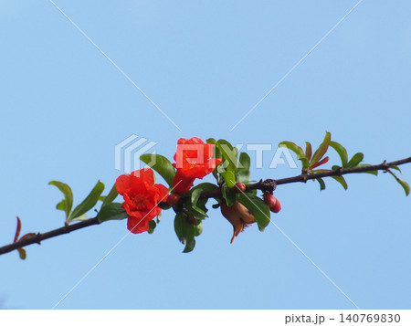 青空とオレンジ色のザクロの花とつぼみ(枝についた紅二点?) 青空とオレンジ色のザクロの花とつぼみ(枝についた紅二点?) 140769830