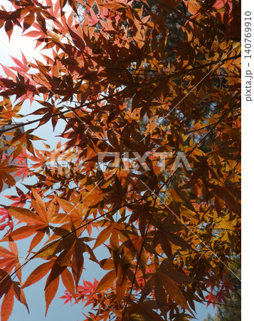 This is a low view of the red maple. 140769910