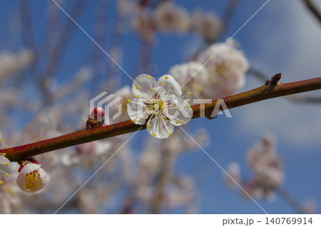 Apricot flower on nature background Apricot flower on nature background 140769914