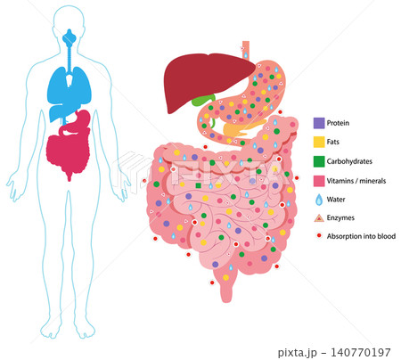 Human Digestive System Nutrient Absorption Vector Diagram Human Digestive System Nutrient Absorption Vector Diagram 140770197
