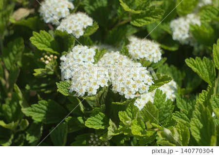 初夏に咲く白いコデマリの花 140770304