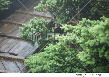 雨の日の静かな木道散策 140770307