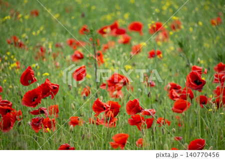 Red Poppies in a Green Meadow 140770456