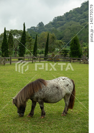 Pony grazing on green grass in a serene ranch setting Pony grazing on green grass in a serene ranch setting 140770579