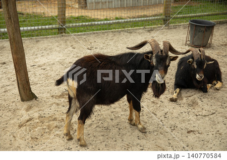 Two goats, one standing and one lying down, in sandy area Two goats, one standing and one lying down, in sandy area 140770584