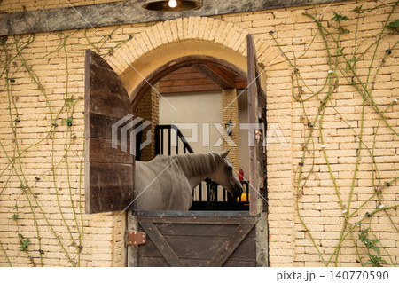 Gray horse standing at an open barn door with wooden panels Gray horse standing at an open barn door with wooden panels 140770590
