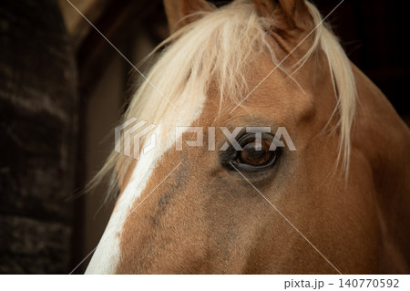A close-up view of a horse's eye and face features A close-up view of a horse's eye and face features 140770592