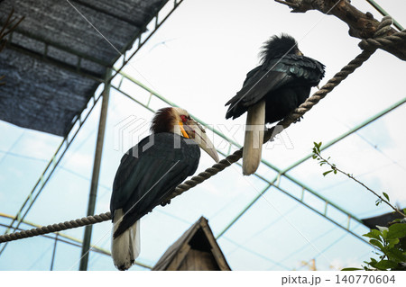Two hornbills resting on a thick rope inside a spacious aviary Two hornbills resting on a thick rope inside a spacious aviary 140770604