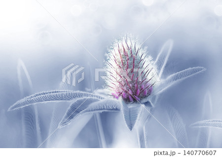 Beautiful clover flower on green background. Shallow depth of field. Close up. Nature. Beautiful clover flower on green background. Shallow depth of field. Close up. Nature. 140770607