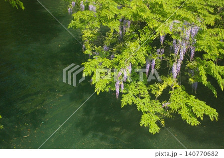 水辺に揺れる紫の藤の花 水辺に揺れる紫の藤の花 140770682