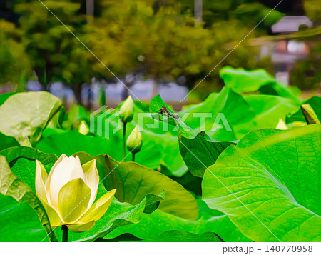 蓮の花と若葉 蓮の花と若葉 140770958