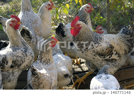 A group of roosters stands together in a pen on a sunny summer day. Poultry farming for sale. Chickens on a walk. Agriculture and animal husbandry A group of roosters stands together in a pen on a sunny summer day. Poultry farming for sale. Chickens on a walk. Agriculture and animal husbandry 140771148