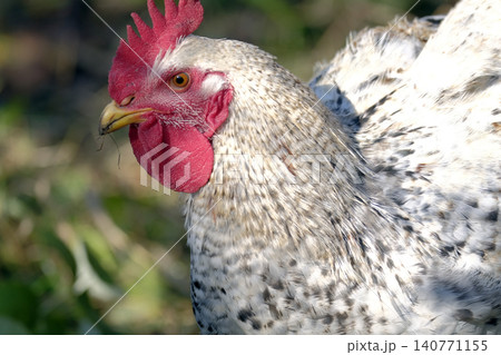 Close-up of a fat cockerel on a walk. A chicken in white and gray plumage, with a red crest and a yellow beak. Village life. Agriculture and animal husbandry Close-up of a fat cockerel on a walk. A chicken in white and gray plumage, with a red crest and a yellow beak. Village life. Agriculture and animal husbandry 140771155