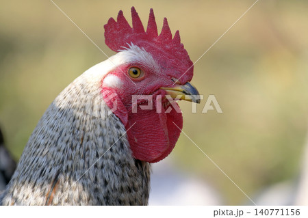 Portrait of a brooding rooster in profile, close-up. A rooster with a red comb and an earring looks into the distance. An eco-farm. Village life. The concept of animal husbandry and agriculture Portrait of a brooding rooster in profile, close-up. A rooster with a red comb and an earring looks into the distance. An eco-farm. Village life. The concept of animal husbandry and agriculture 140771156