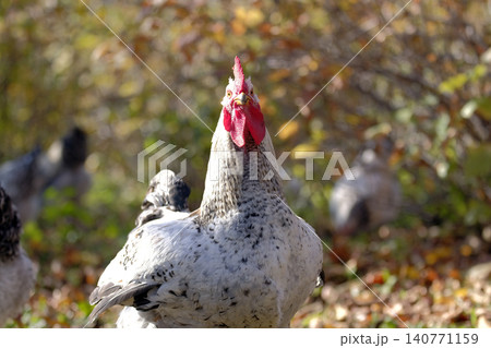 A funny cockerel on a walk is looking directly into the camera. Large poultry. Breeding chickens. Agricultural industry. Chicken meat and eggs for sale. Village life. Animal husbandry A funny cockerel on a walk is looking directly into the camera. Large poultry. Breeding chickens. Agricultural industry. Chicken meat and eggs for sale. Village life. Animal husbandry 140771159
