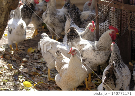 A rural chicken coop. A group of roosters and hens on a walk on a sunny summer day. A group of chickens is standing in a pen. An eco-farm. Agricultural industry A rural chicken coop. A group of roosters and hens on a walk on a sunny summer day. A group of chickens is standing in a pen. An eco-farm. Agricultural industry 140771171