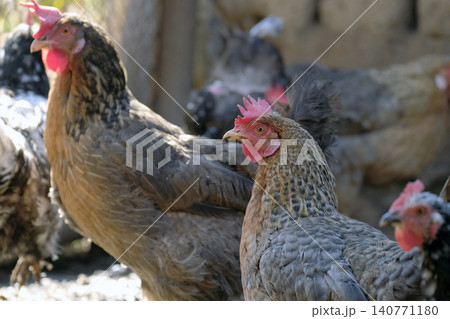 Several roosters are standing in the coop. A group of chickens on a walk. Animal husbandry and agriculture. Village life. Breeding chickens for the sale of eggs and meat 140771180