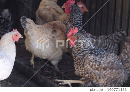 A chicken coop with several chickens. A group of white, beige and brown chickens stands in a pen. Breeding of domestic chickens. Agriculture and animal husbandry A chicken coop with several chickens. A group of white, beige and brown chickens stands in a pen. Breeding of domestic chickens. Agriculture and animal husbandry 140771181