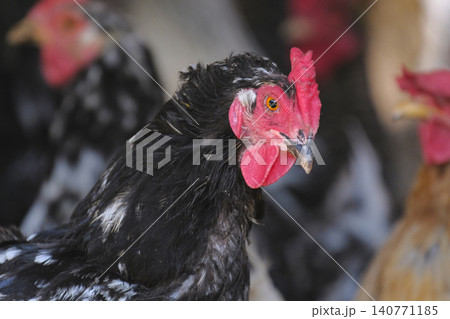 Close-up of a shaggy black cock with a red comb and earrings. Breeding chickens. Agriculture and animal husbandry. Portrait of a chicken. Poultry farm Close-up of a shaggy black cock with a red comb and earrings. Breeding chickens. Agriculture and animal husbandry. Portrait of a chicken. Poultry farm 140771185
