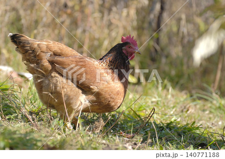 A large healthy fat brown rooster walks on a green lawn. A chicken on a walk in the farmyard. Agriculture and animal husbandry. Village life. Dietary poultry meat A large healthy fat brown rooster walks on a green lawn. A chicken on a walk in the farmyard. Agriculture and animal husbandry. Village life. Dietary poultry meat 140771188