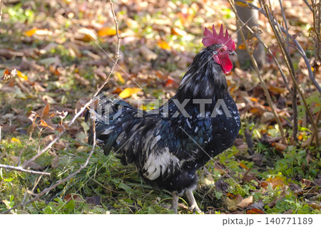 A black chubby handsome rooster walks on the green grass in the autumn park. Agriculture and animal husbandry. Village life. Breeding chickens for the sale of meat, eggs and feathers A black chubby handsome rooster walks on the green grass in the autumn park. Agriculture and animal husbandry. Village life. Breeding chickens for the sale of meat, eggs and feathers 140771189