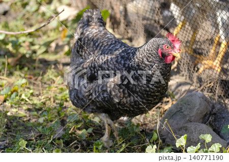 A big fat cock is standing on the lawn. A chicken walks through a farmer's field. Agriculture and animal husbandry. Poultry meat for sale. An eco-farm A big fat cock is standing on the lawn. A chicken walks through a farmer's field. Agriculture and animal husbandry. Poultry meat for sale. An eco-farm 140771190