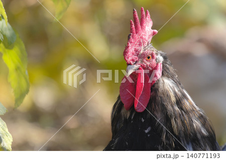 Agricultural industry. Poultry breeding. A close-up of an adult handsome handsome black cock with a red comb and a confident look. The concept of peace and tranquility Agricultural industry. Poultry breeding. A close-up of an adult handsome handsome black cock with a red comb and a confident look. The concept of peace and tranquility 140771193