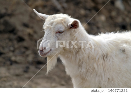 A cute funny white goat with a beard is grazing in a field. Porter goats, close-up. Goat breeding. Agriculture and animal husbandry. Village life A cute funny white goat with a beard is grazing in a field. Porter goats, close-up. Goat breeding. Agriculture and animal husbandry. Village life 140771221