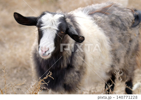A funny black and white goat with a pink nose and erect ears walks in a field, close-up. The concept of privacy and tranquility. Agriculture and animal husbandry 140771228