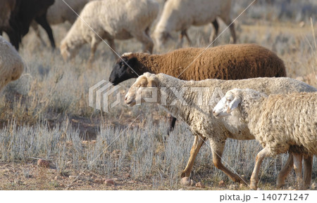 A flock of sheep on a walk in the arid region of Central Asia. Fluffy sheep are cropping grass in a farmer's field. An eco-farm. Village life. The scene is peaceful and serene A flock of sheep on a walk in the arid region of Central Asia. Fluffy sheep are cropping grass in a farmer's field. An eco-farm. Village life. The scene is peaceful and serene 140771247