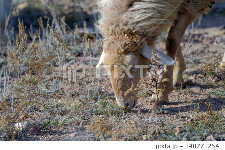 A sheep has bowed its head and is cropping grass in a field, close-up on the head. The sheep is fluffy, shaggy and brown-white. Sheep breeding. Walking livestock 140771254