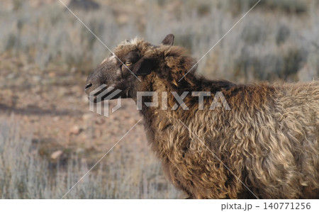 A lone sheep with long shaggy brown hair stands in a field. Portrait of a grazing lamb in an arid area. Animal husbandry. Sheep meat and wool for sale 140771256