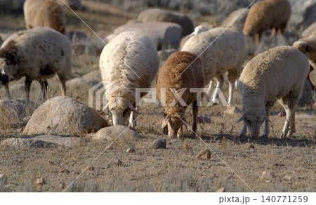 A herd of white and brown sheep graze on a rocky field. The picture is peaceful and serene. Village life. Mutton meat for sale. Animal husbandry and agriculture. Grazing of livestock A herd of white and brown sheep graze on a rocky field. The picture is peaceful and serene. Village life. Mutton meat for sale. Animal husbandry and agriculture. Grazing of livestock 140771259