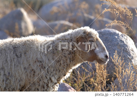 A close-up of a curly-haired serene sheep grazing in a field among large stones. Lamb meat and wool for sale. Animal husbandry. Portrait of a sheep. Village life A close-up of a curly-haired serene sheep grazing in a field among large stones. Lamb meat and wool for sale. Animal husbandry. Portrait of a sheep. Village life 140771264