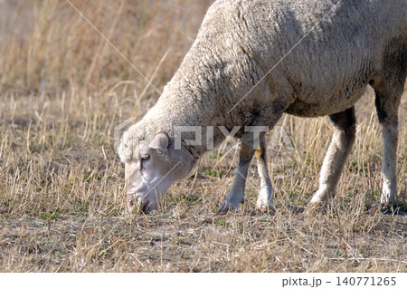 A white fluffy sheep grazes in a field with dry grass. The sheep has bowed its head and is eating grass. Sheep breeding. Mutton meat for sale. Village life A white fluffy sheep grazes in a field with dry grass. The sheep has bowed its head and is eating grass. Sheep breeding. Mutton meat for sale. Village life 140771265